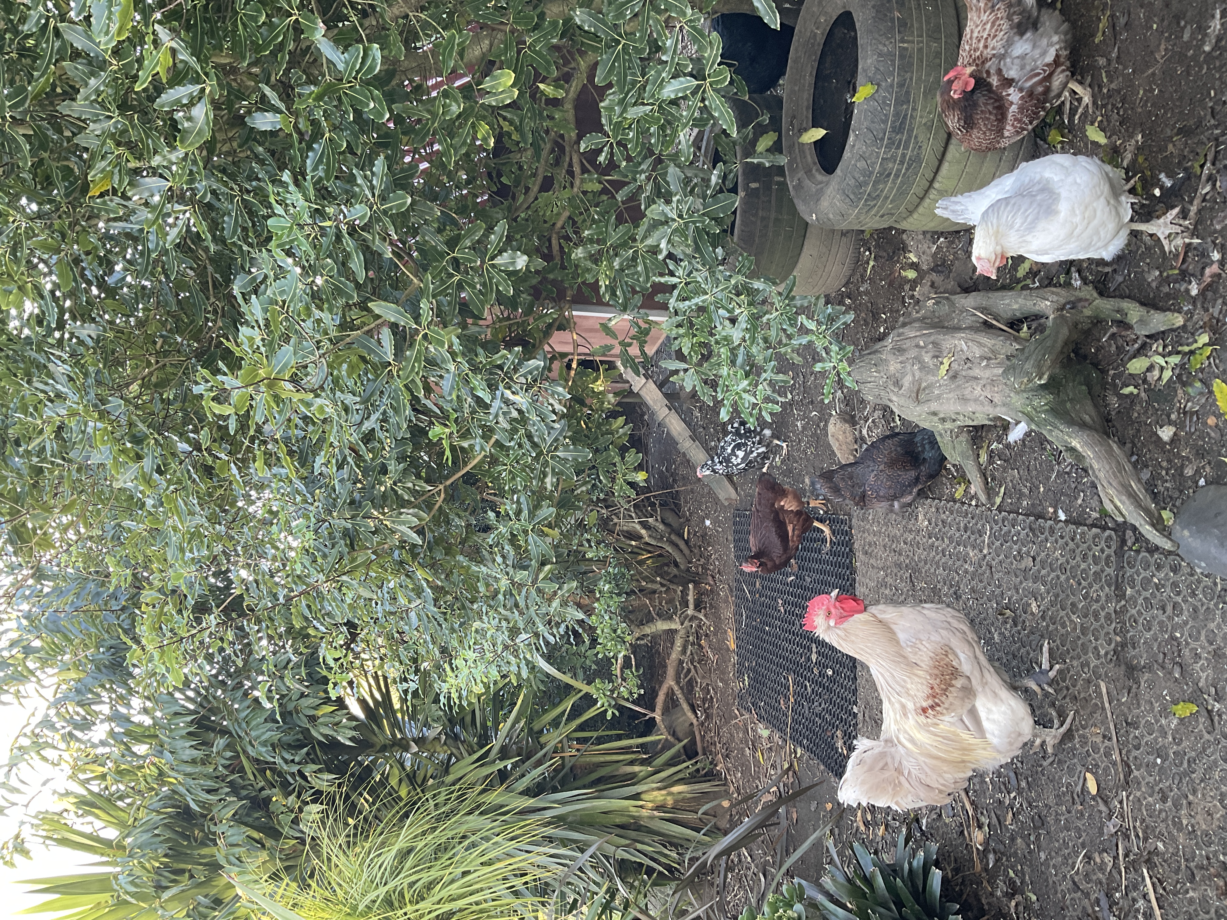 chickens