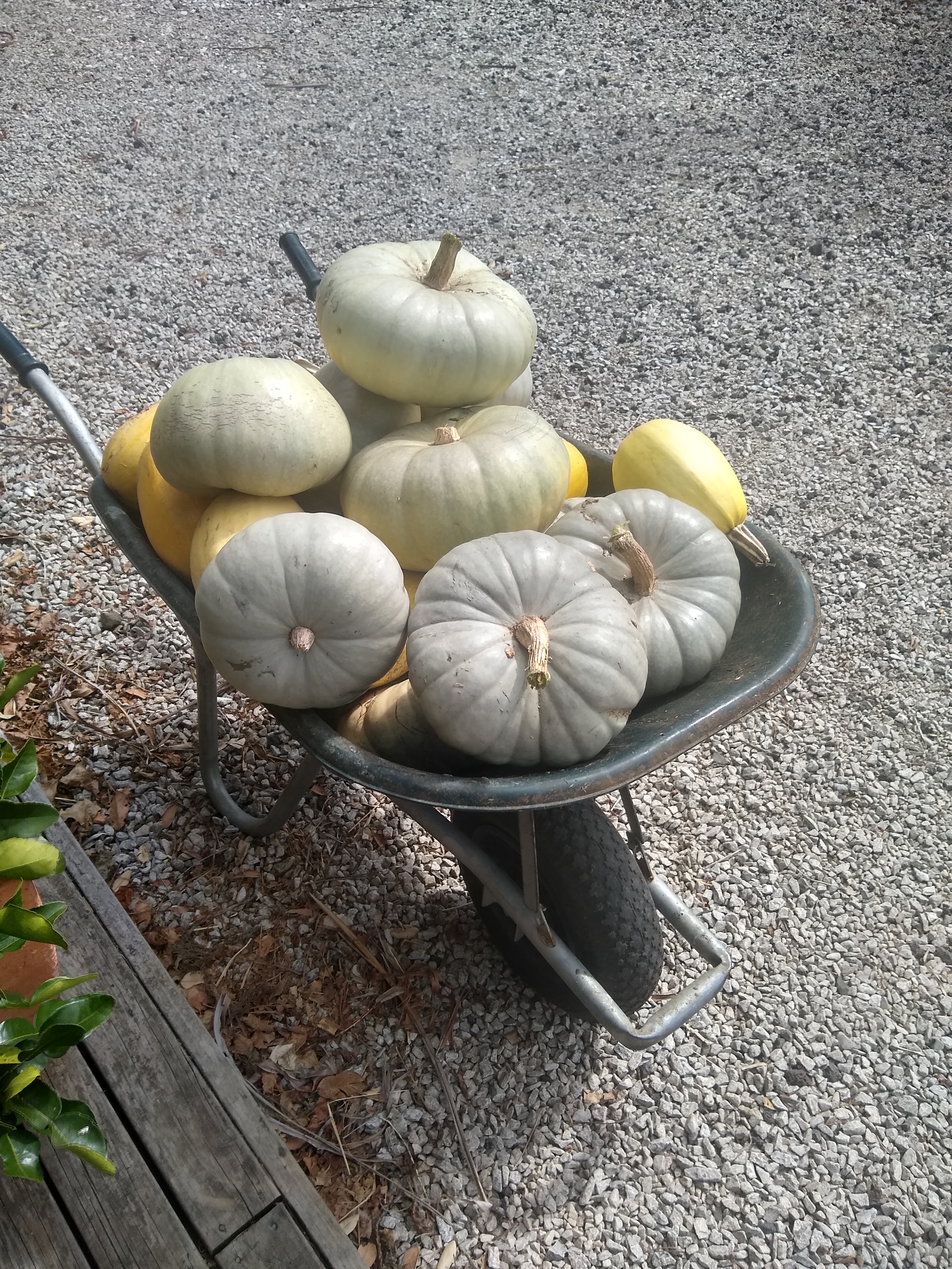 Some of my 2022 pumpkin haul
